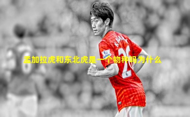 孟加拉虎和东北虎是一个物种吗为什么